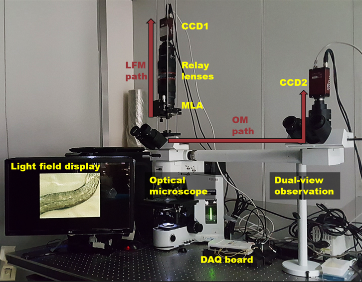 Dual-dimensional microscopy: real-time in vivo three-dimensional observation method using high-resolution light-field microscopy and light-field display